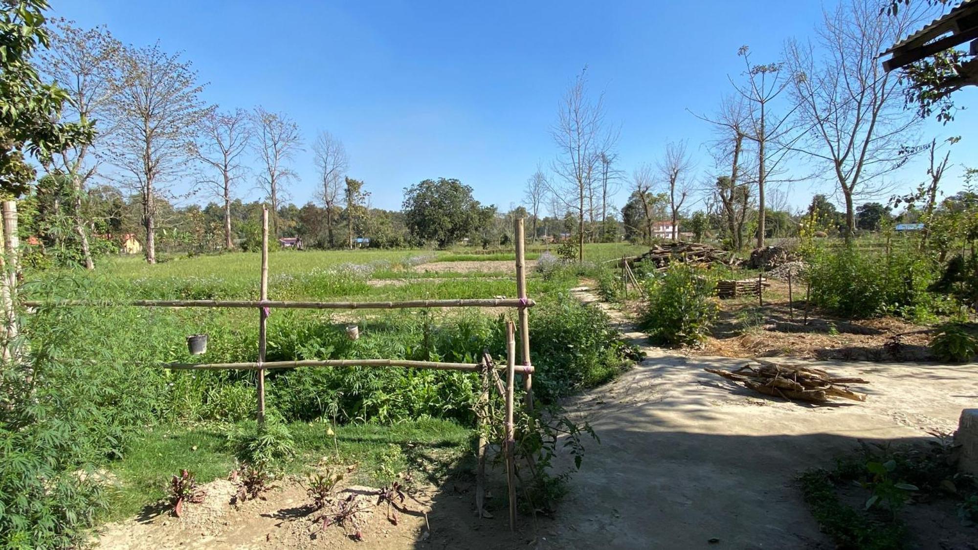 Nanu'S Bardiya Homestay Exteriör bild